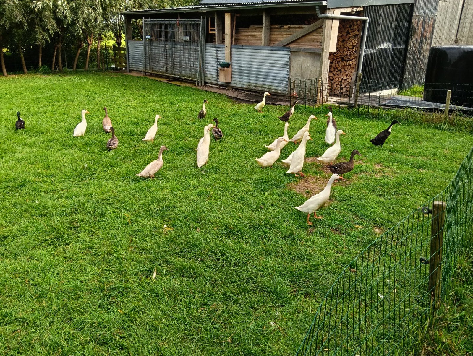 eenden, Dieren en Toebehoren
