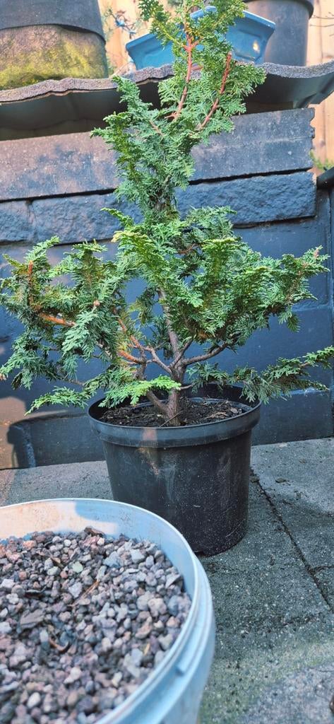 Juniperus Chinensis Bonsai - startmatriaal, Overige soorten, Volle zon, Vaste plant, Ophalen of Verzenden