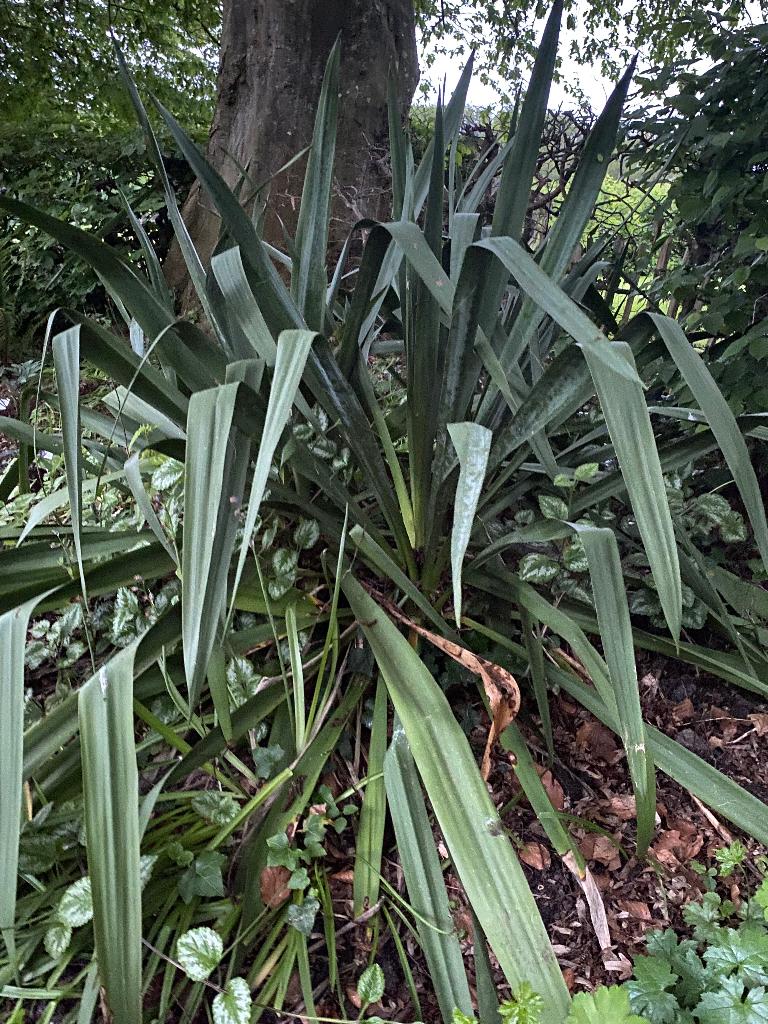 Gratis Yucca (twee), Ophalen, Overige soorten, Volle zon