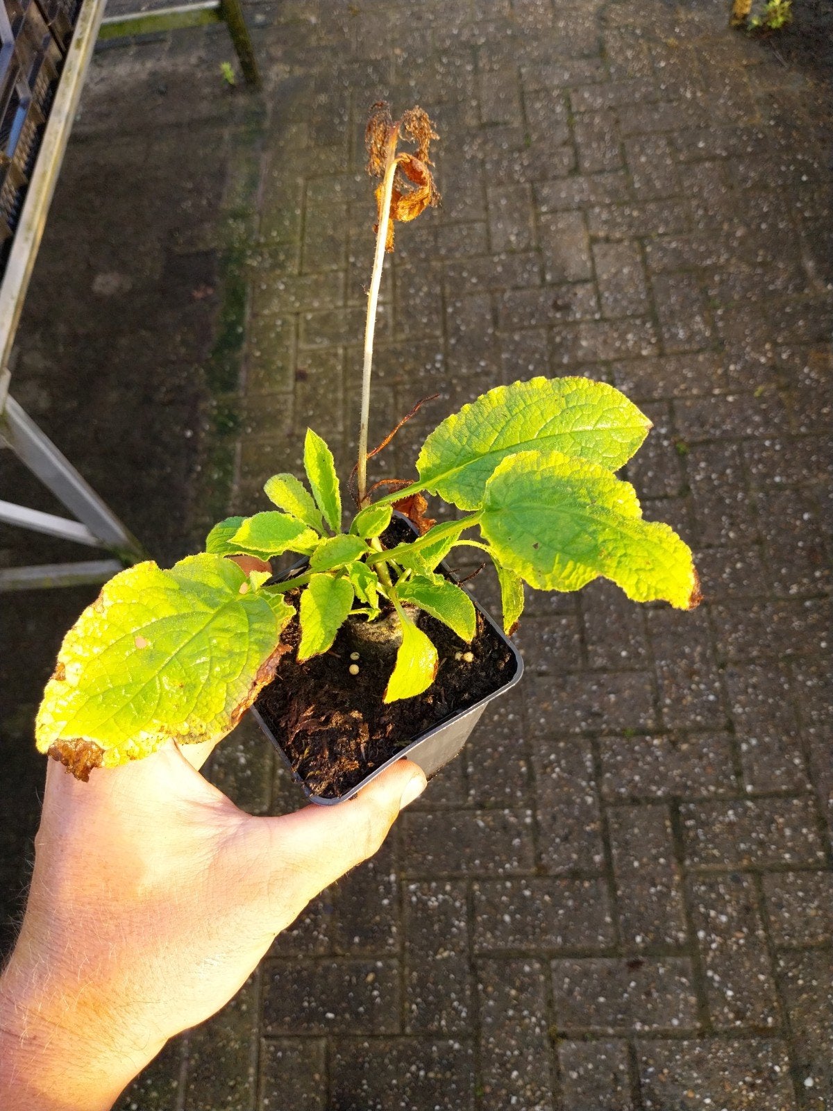 Symphytum 'Wisley Blue' - Blauwe Smeerwortel, Vaste plant, Halfschaduw, Lente, Ophalen