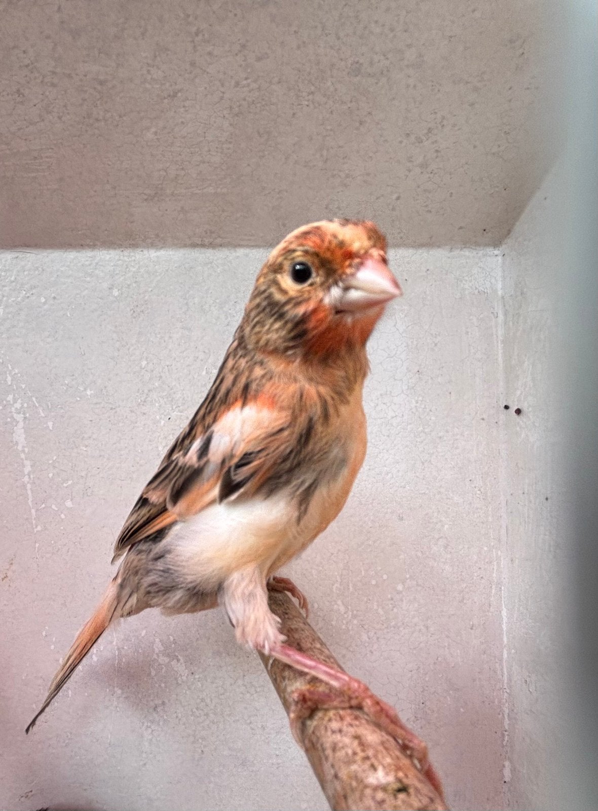 Harlekijn Kanarie, Dieren en Toebehoren, Geslacht onbekend, Kleurkanarie