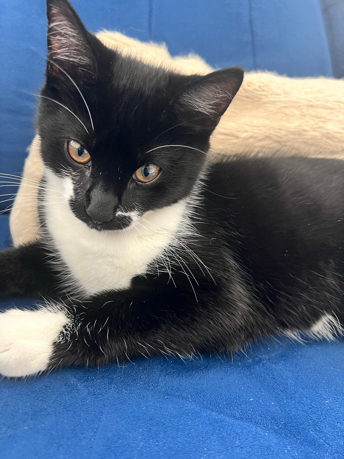 Kitten