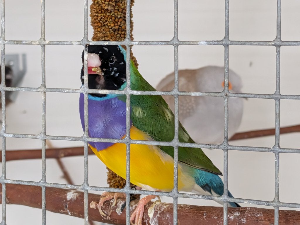 Bonte Gouldamadine mannen, Dieren en Toebehoren, Mannelijk, Tropenvogel, Geringd