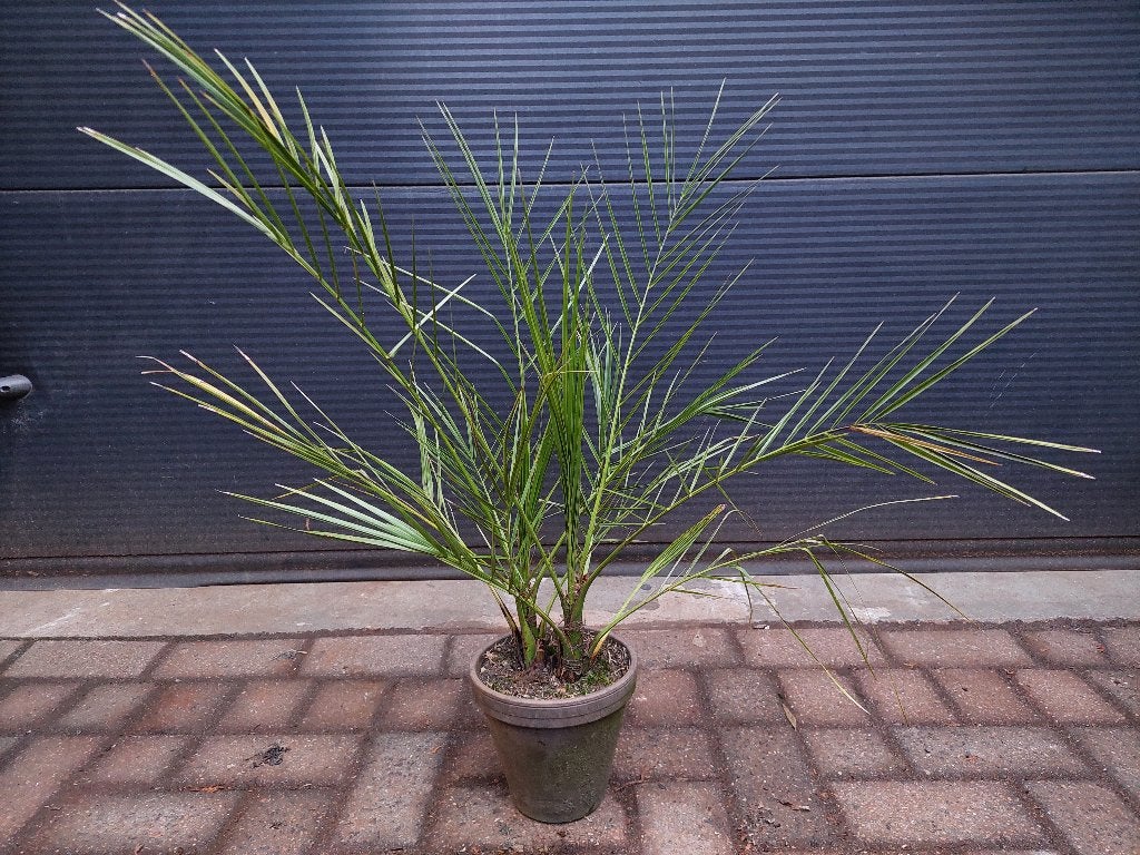 Phoenix Canariensis (2-stam) - Canarische Dadelpalm H: 80 cm, Tuin en Terras, Planten | Bomen, Minder dan 100 cm, Zomer, Palmboom