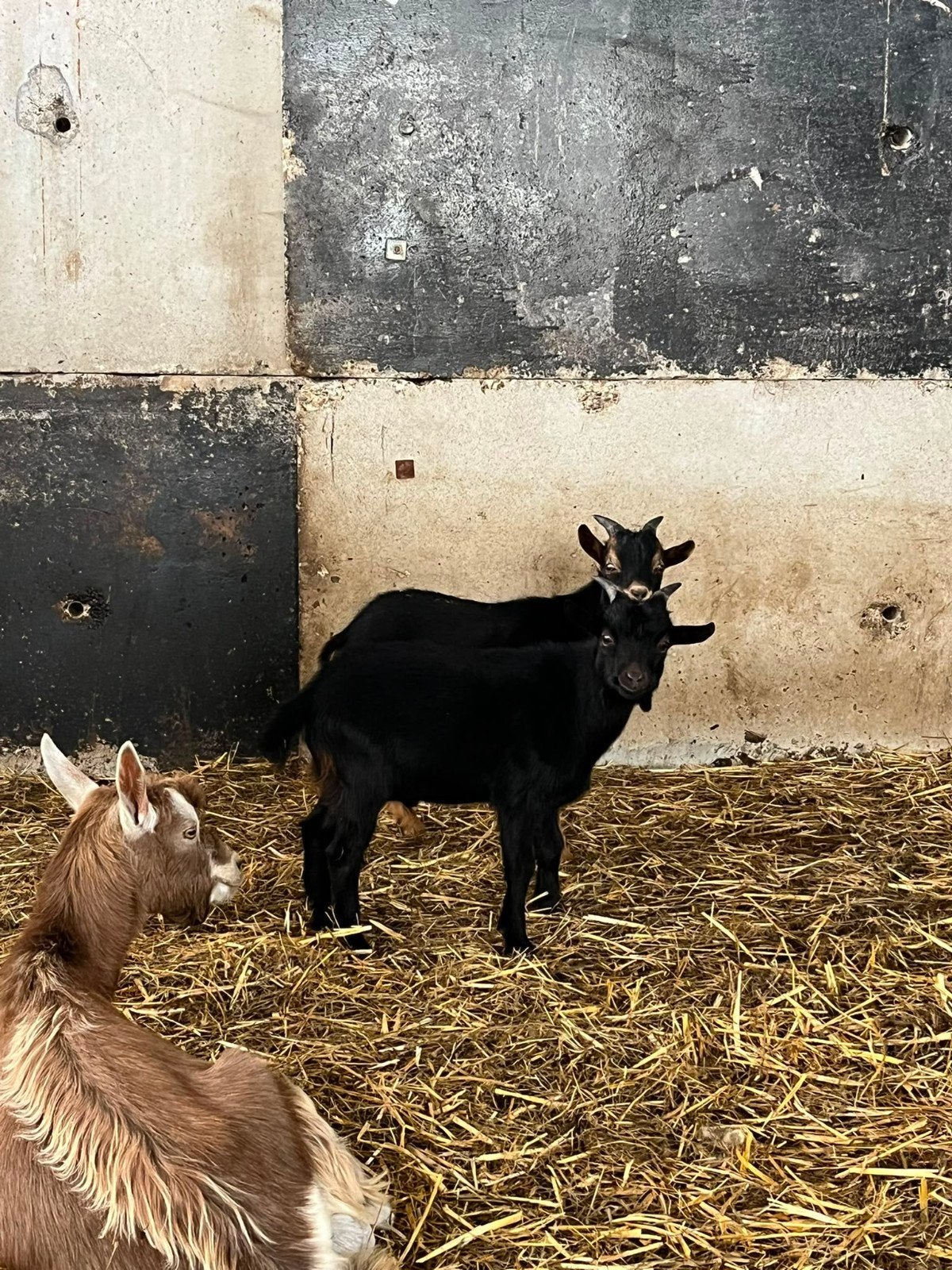 dwerg bokjes, Dieren en Toebehoren, Mannelijk, Geit