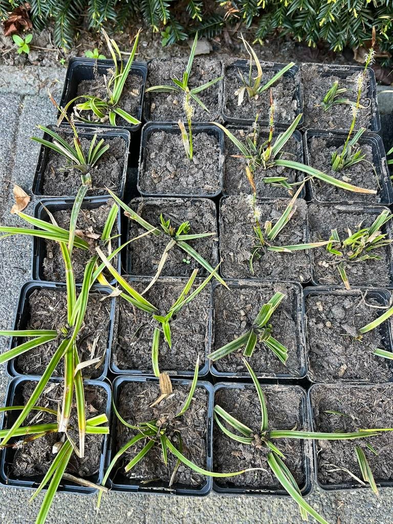 Stekjes grasplant zegge ‘Carex morrowii’, Ophalen, Vaste plant, Siergrassen, Halfschaduw
