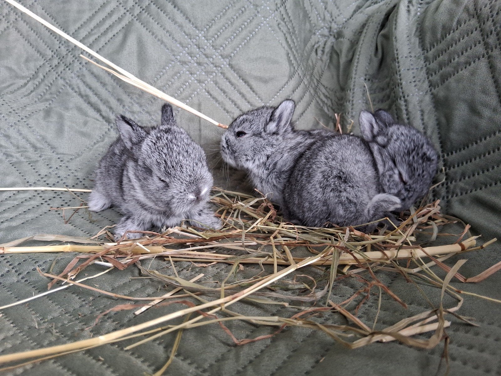 baby konijntjes, Dieren en Toebehoren, Augustus, Meerdere dieren, Overige typen, Tam