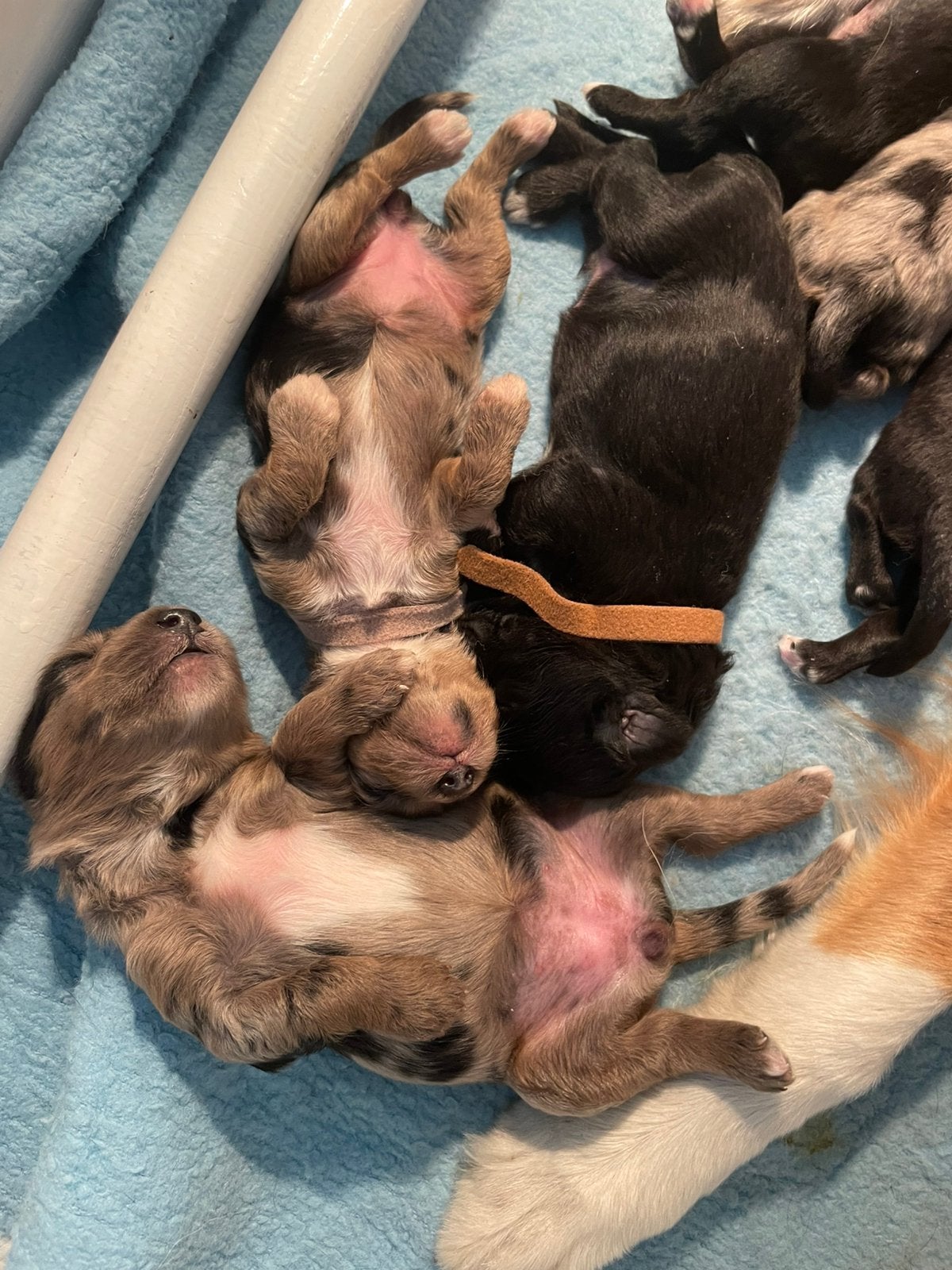 Geboren!!  Aussie / Toypoedel dus aussiedoodle, Dieren en Toebehoren, 8 tot 15 weken, Parvo, Meerdere, Meerdere dieren