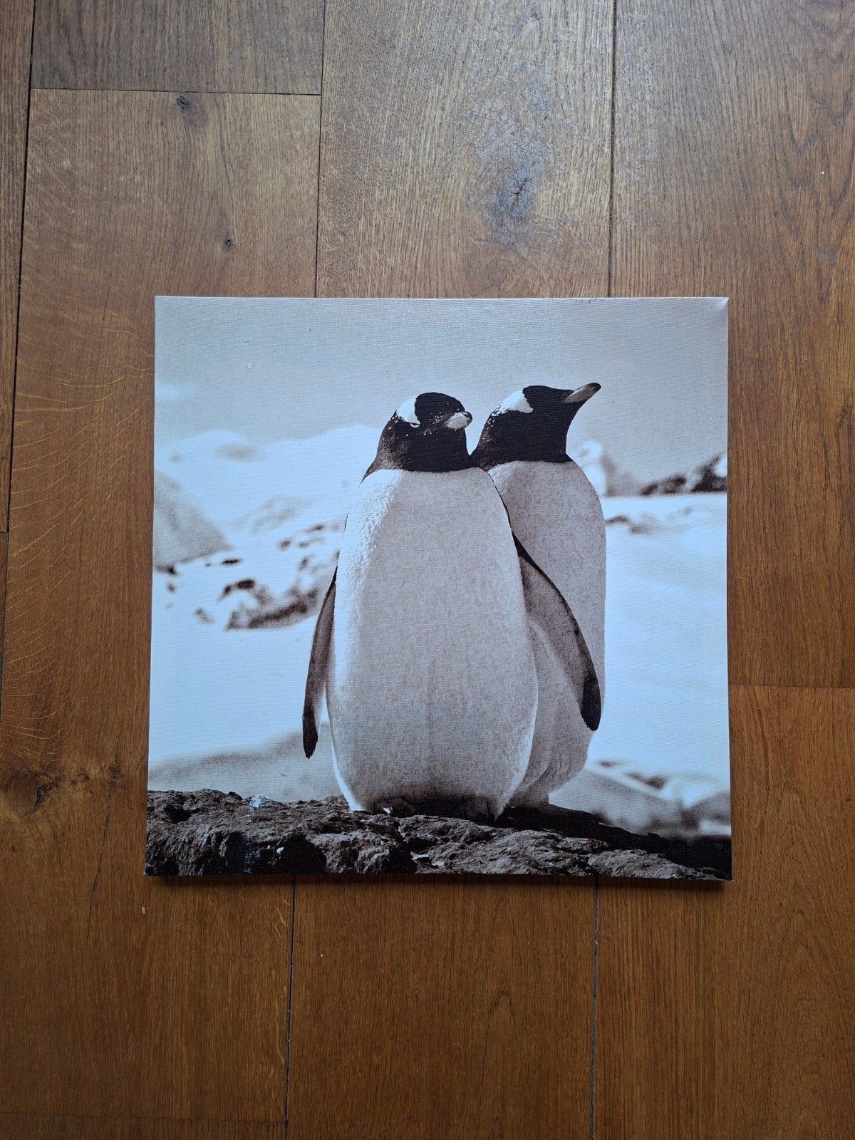Pinquins, Ophalen