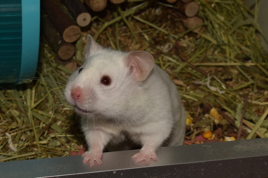 Syrische hamster dame, Dieren en Toebehoren, Hamster, Vrouwelijk, November, Tam