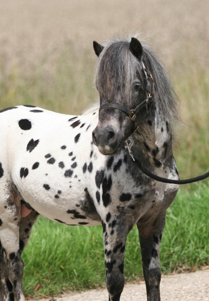 Appaloosa Dekhengst, Hengst