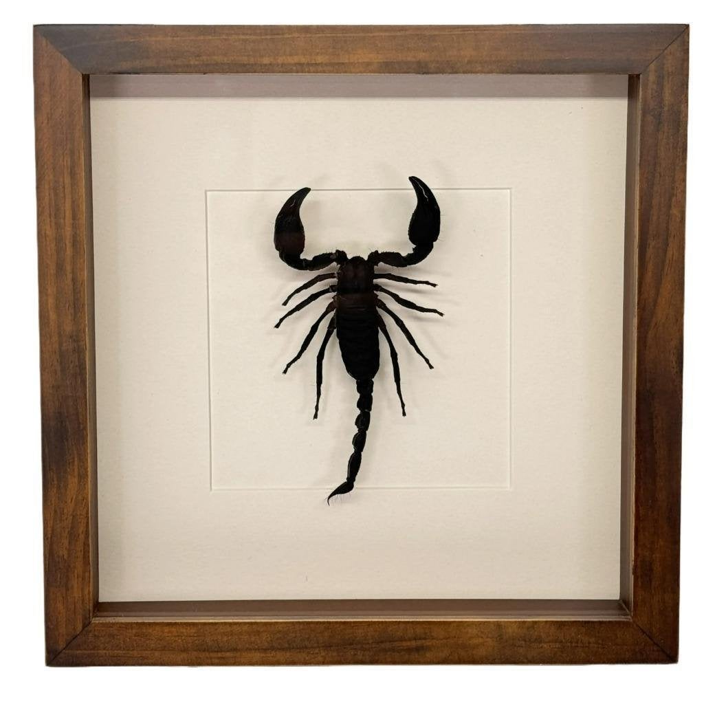 Palamnaeus fulvipes schorpioen passe partout lijst 25x25 cm, Verzamelen, Dierenverzamelingen, Ophalen of Verzenden, Nieuw, Insect