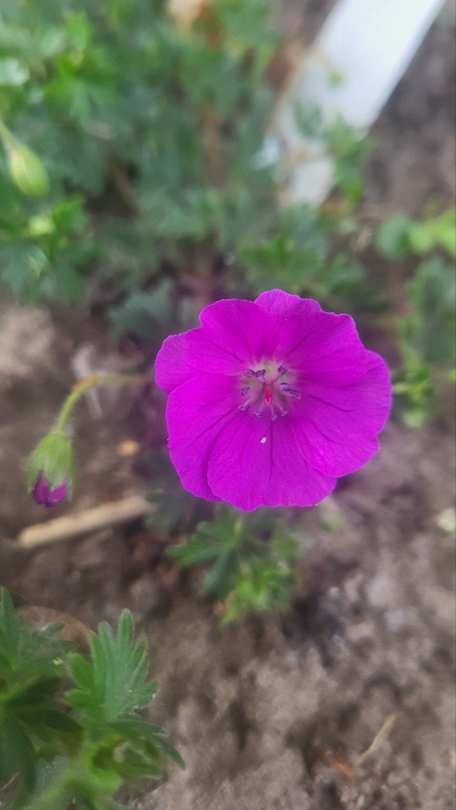 Levendige paarse geranium, ooievaarsbek, Overige soorten, Vaste plant, Ophalen of Verzenden, Halfschaduw