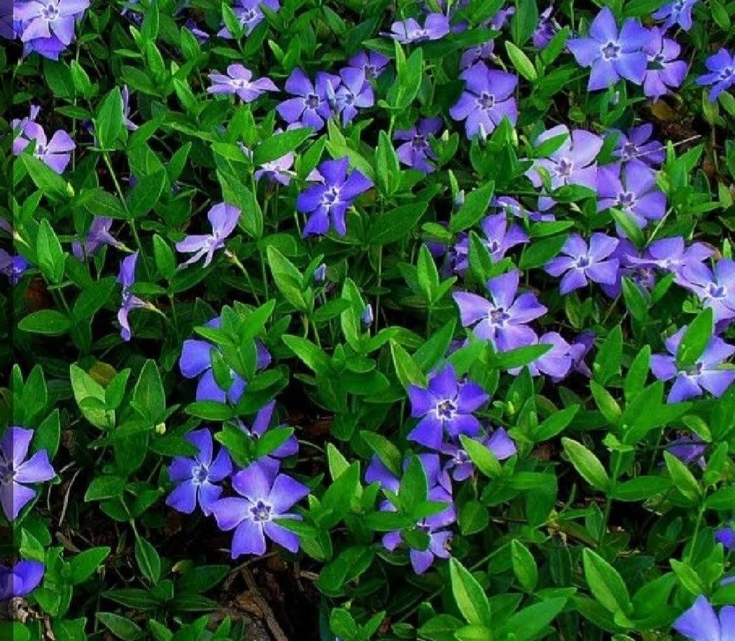Maagdenpalm - Vinca minor - Bodembedekker met paarse bloemen, Tuin en Terras, Bodembedekkers, Vaste plant, Ophalen of Verzenden