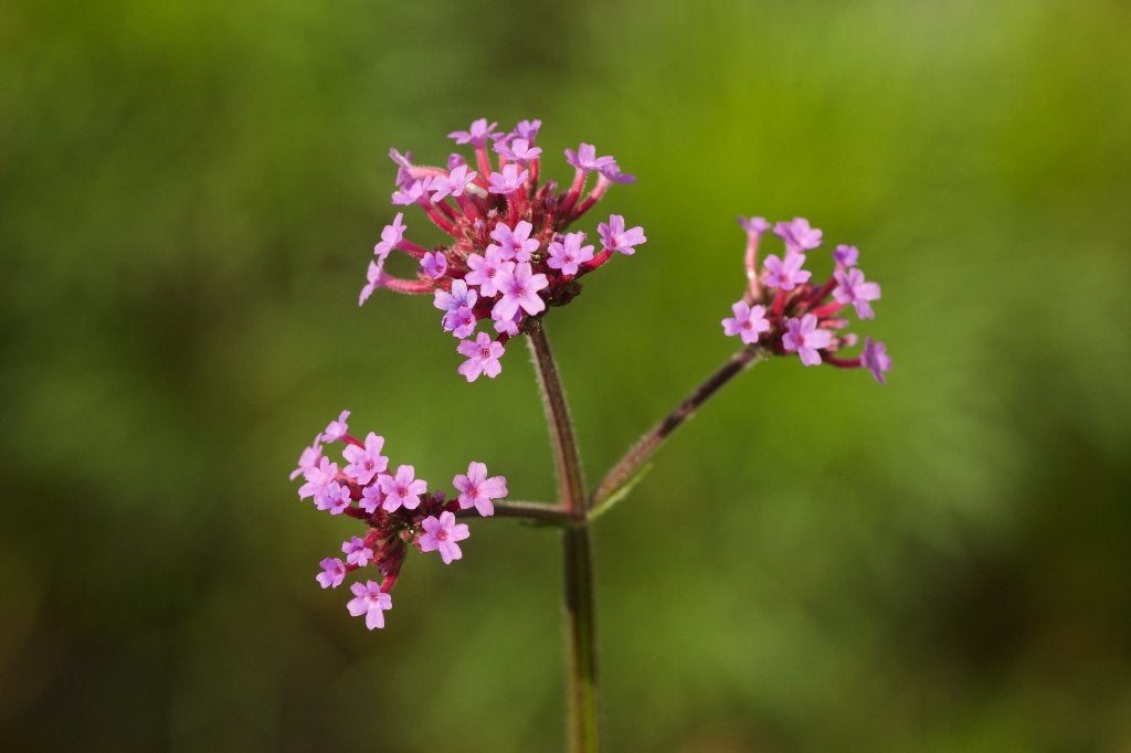 Zaden ijzerhard stijf (Verbena bonariensis), Tuin en Terras, Ophalen of Verzenden, Najaar, Volle zon, Zaad