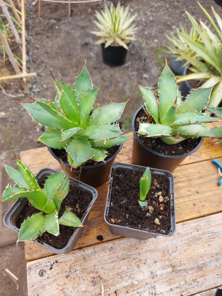 Agave Titanota Sierra Mixteca, Tuin en Terras, Ophalen of Verzenden, Vaste plant, Overige soorten