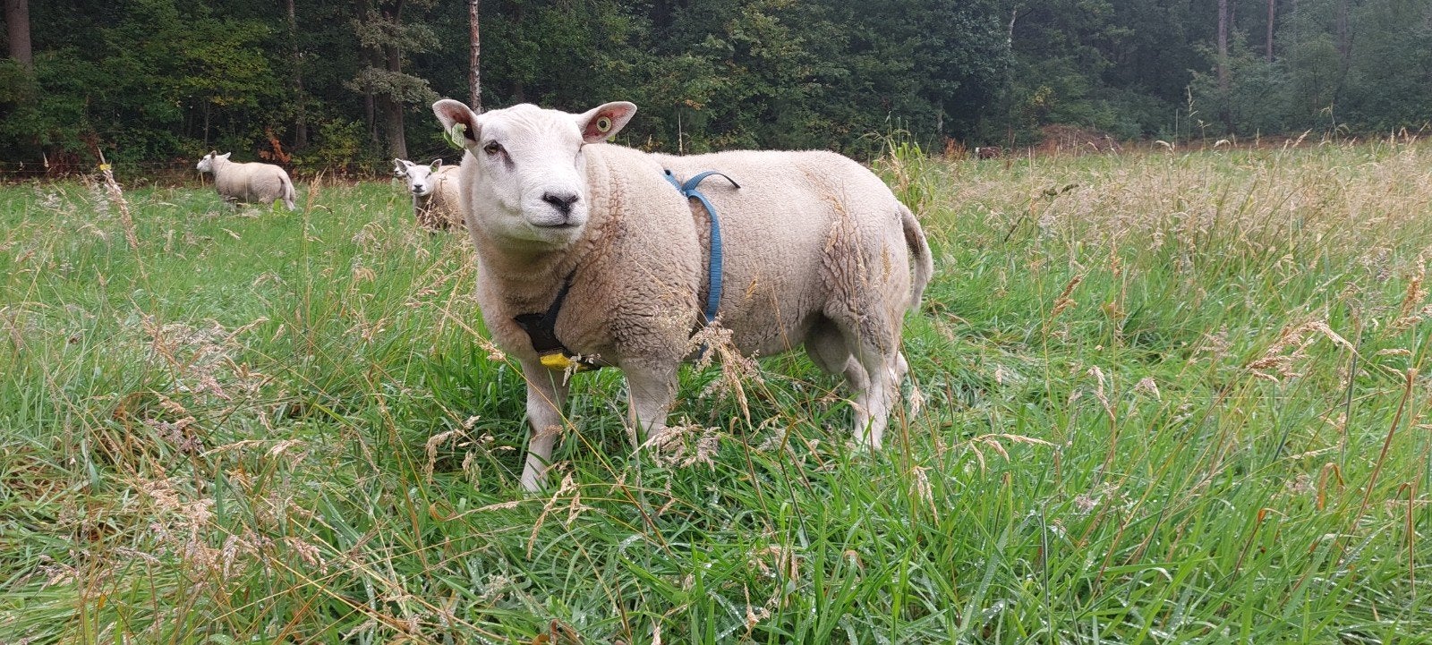 GEZOCHT, Witte Engelse/Britse texelaar, Dieren en Toebehoren, Mannelijk, Schaap
