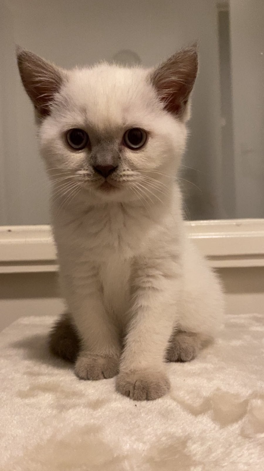 Brits korthaar poesje, Poes, Kortharig, 0 tot 2 jaar