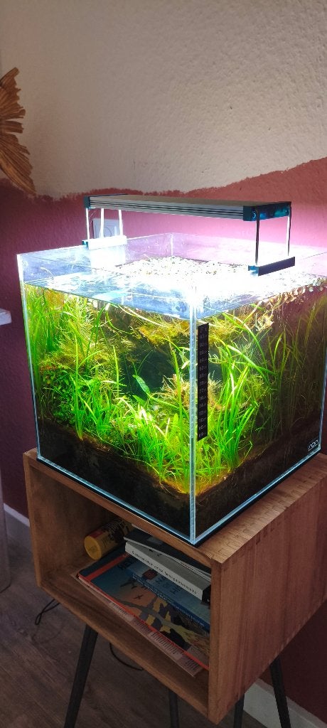 ADA Cube aquarium (30x30x30) incl. bodem en veel planten, Ophalen, Inclusief planten, Gebruikt, Leeg aquarium
