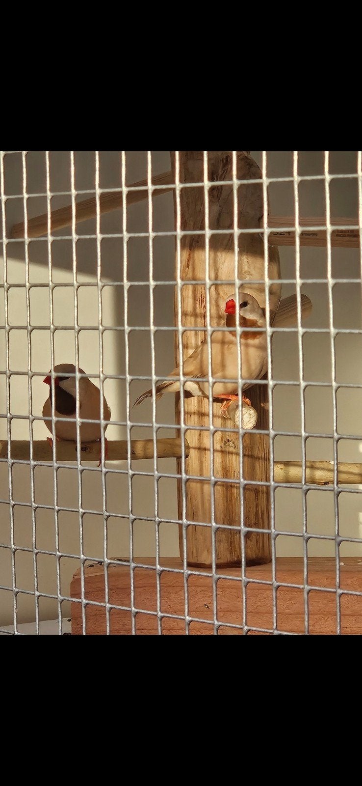 spitsstaartamadine koppeltje, Meerdere dieren, Kleurkanarie