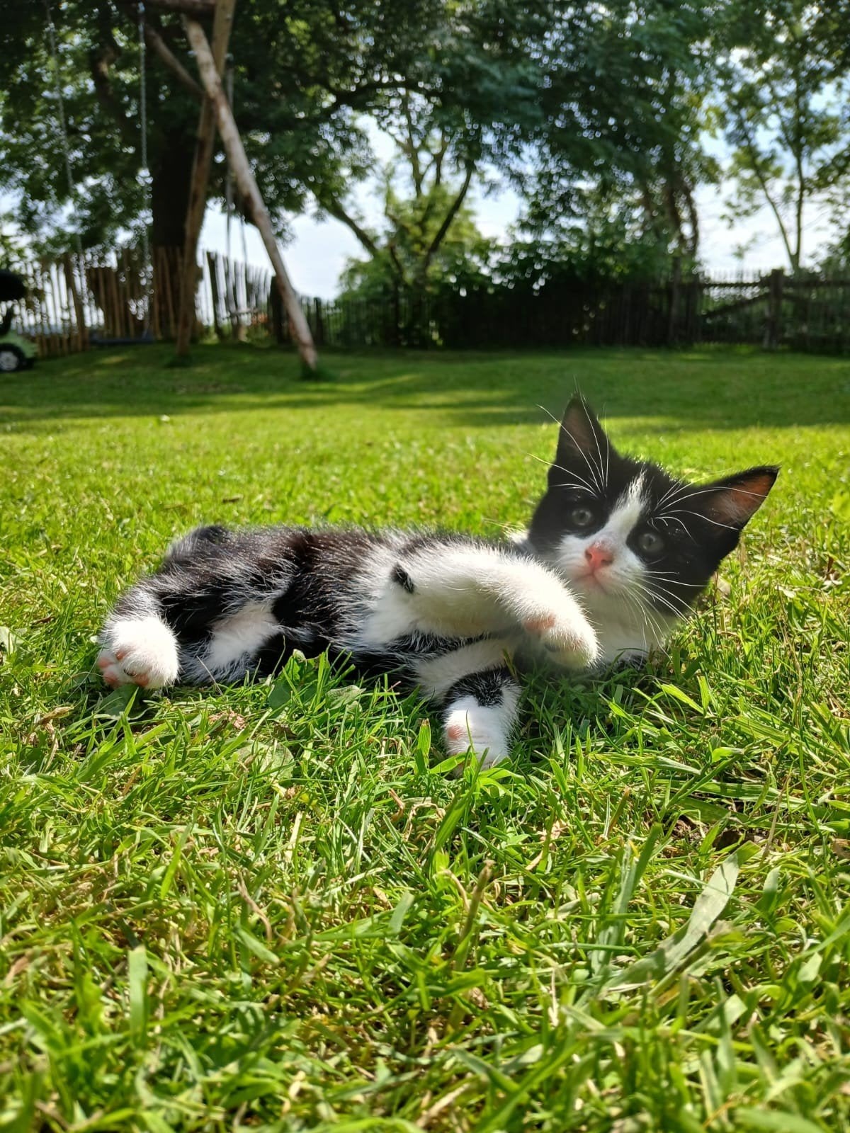 4 lieve tamme kittens!, poesjes zoeken een warm huisje, Meerdere dieren, Ontwormd, 0 tot 2 jaar