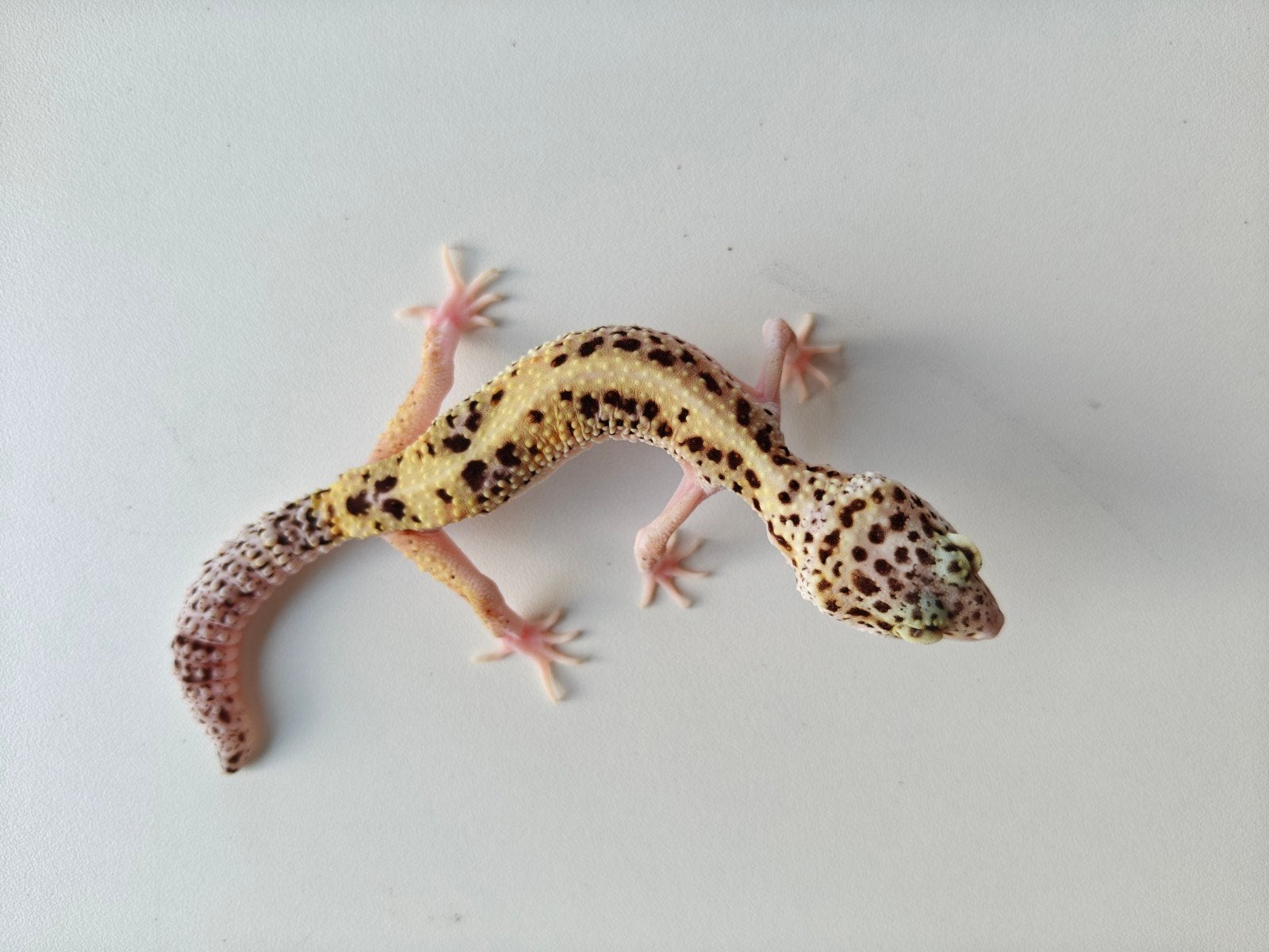 Lichtgele luipaardgekko met prachtige kleuren Leopard Gecko - unknown for sale from Julia Van der leur