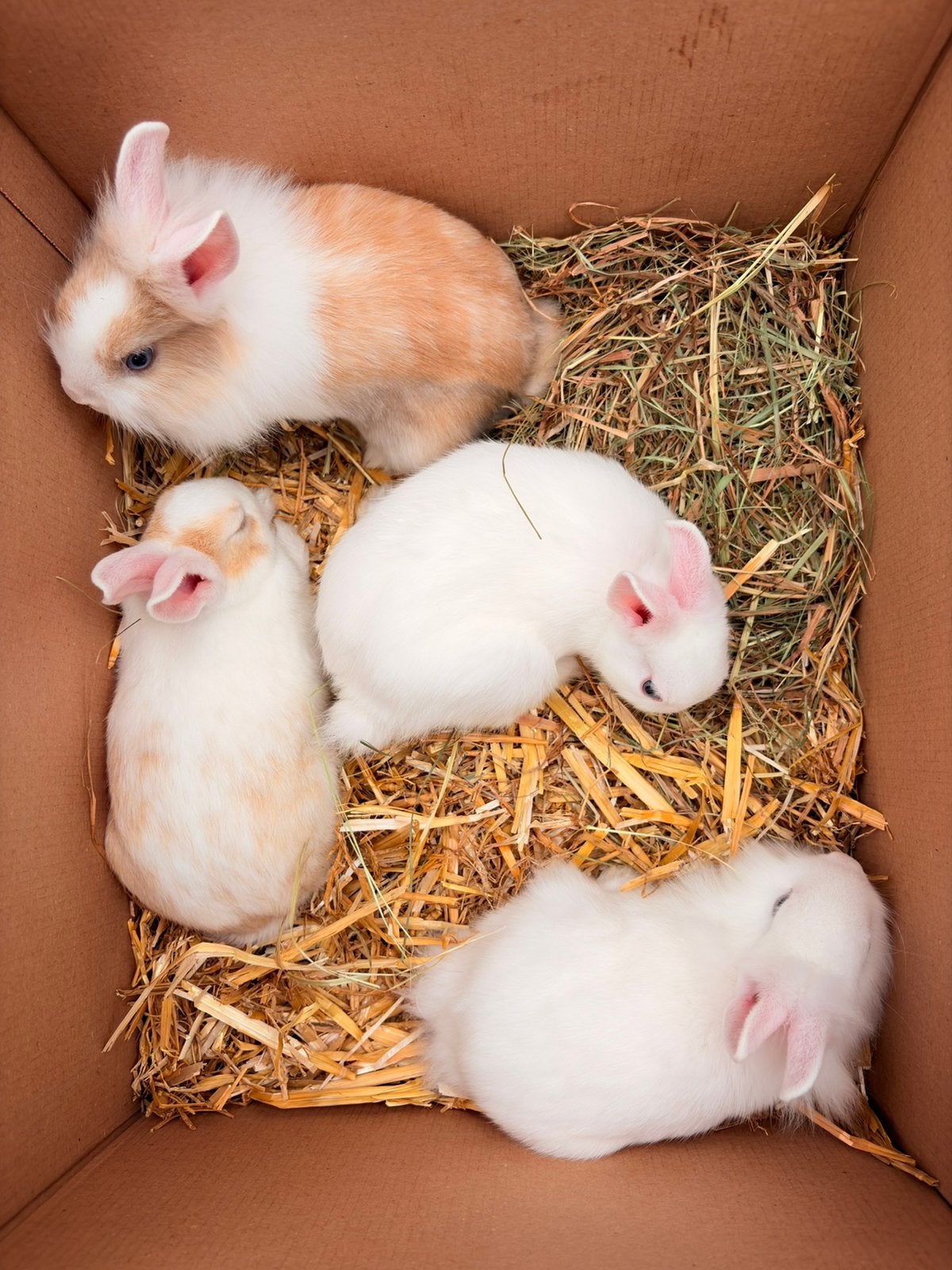 Pasgeboren rammetje zoekt nieuw huis, Vrouwelijk, Groot