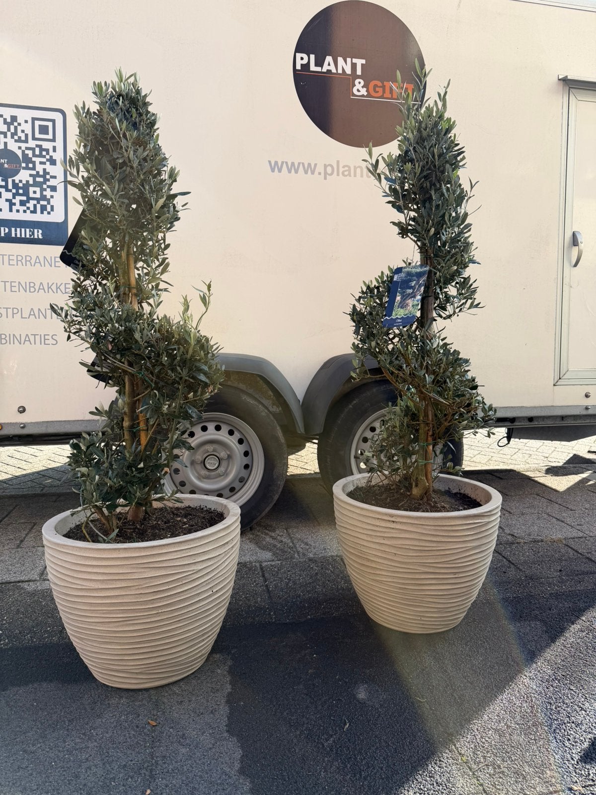 Nieuw! Olijfboom spiraalvorm compleet in beige plantenbak, Tuin en Terras, Kunststof, Rond, Ophalen of Verzenden, Zo goed als nieuw