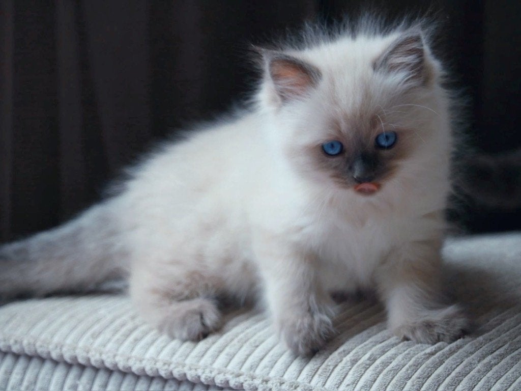 Prachtige Ragdoll kittens te koop, Meerdere dieren, Ontwormd, 0 tot 2 jaar