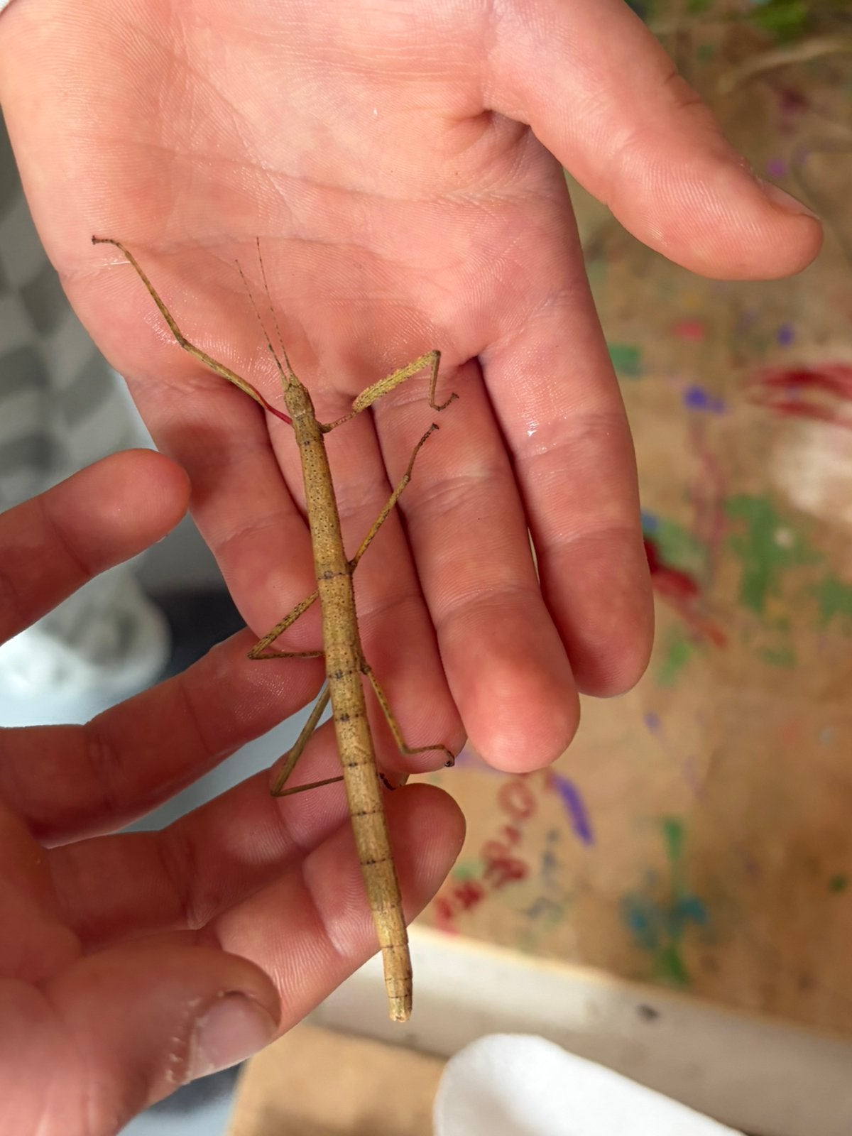 2 Wandelende takken, Dieren en Toebehoren, Wandelende tak