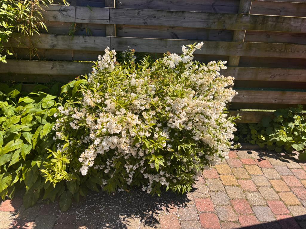 Deutzia, Ophalen, Overige soorten, 100 tot 250 cm