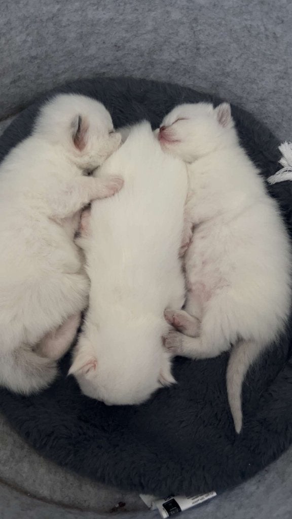 Kitten, Poes, Met stamboom, 0 tot 2 jaar