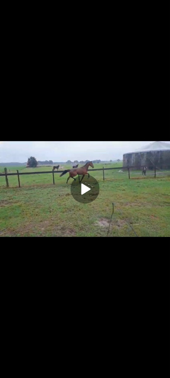 te koop 3 jarig springpaard rechtstreeks van fokker, Met stamboom, Springpaard, Ruin, 3 tot 6 jaar