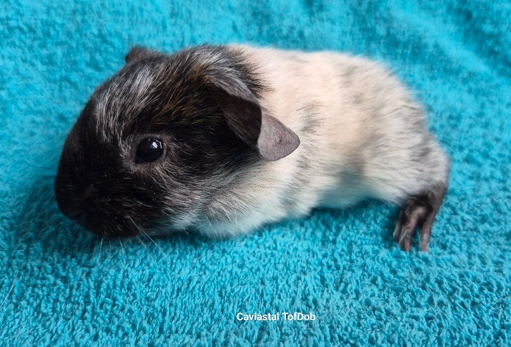 solid goudagouti dalmatiner ridgeback cavia beer, Dieren en Toebehoren, Juli, Mannelijk, Cavia