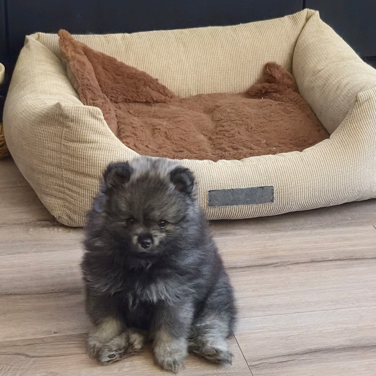Pomeriaan pups - nog 1 reutje, Keeshond, 8 tot 15 weken, Meerdere, Meerdere dieren