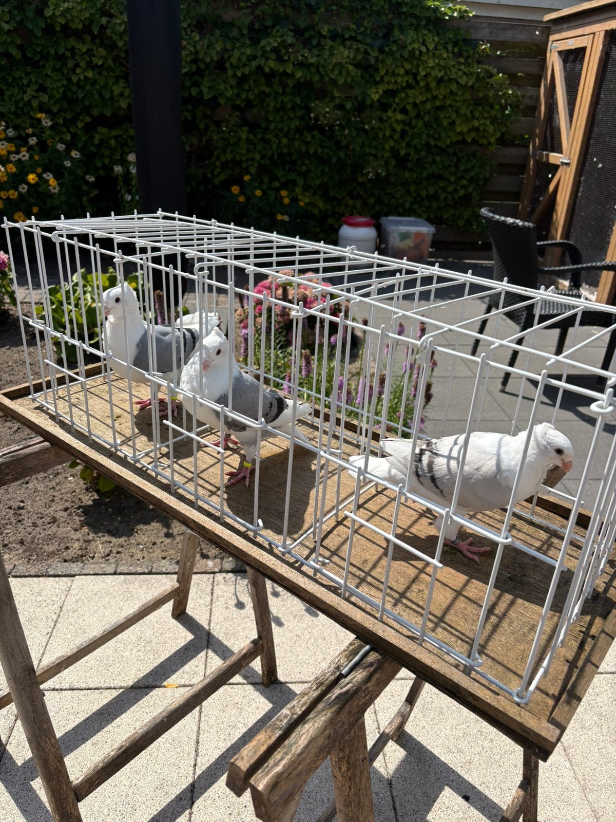 Oud Hollandse Meeuwen Sierduiven, Dieren en Toebehoren, Meerdere dieren, Overige soorten