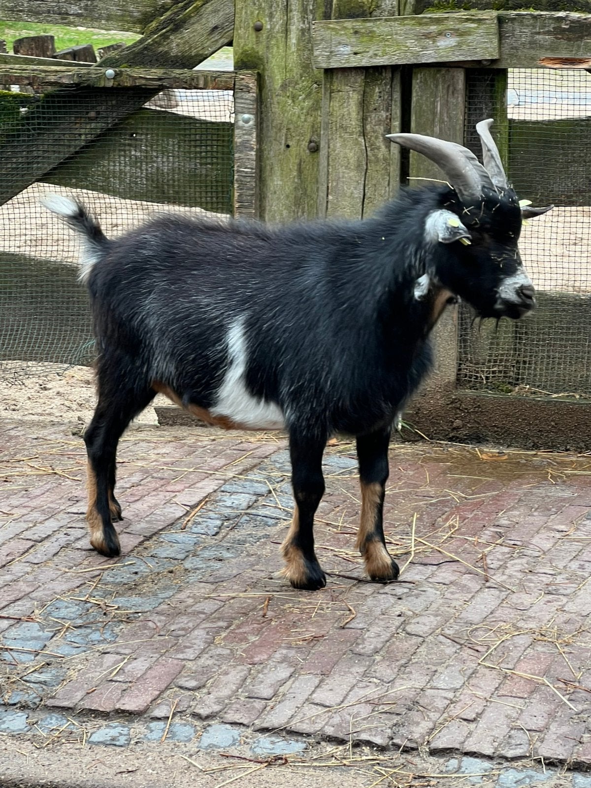 Dwerggeit bok, Mannelijk, Geit