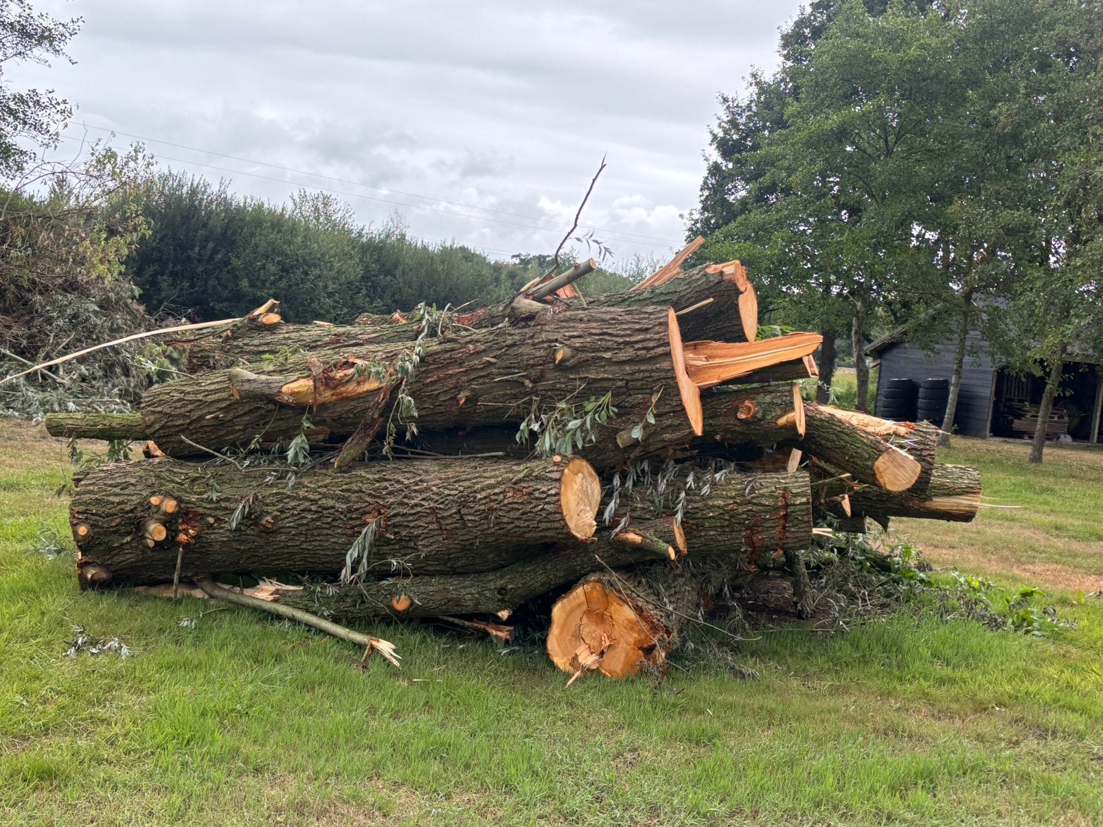 Hout stam wilg, Tuin en Terras, Haardhout, 6 m³ of meer, Ophalen, Overige houtsoorten, Stammen