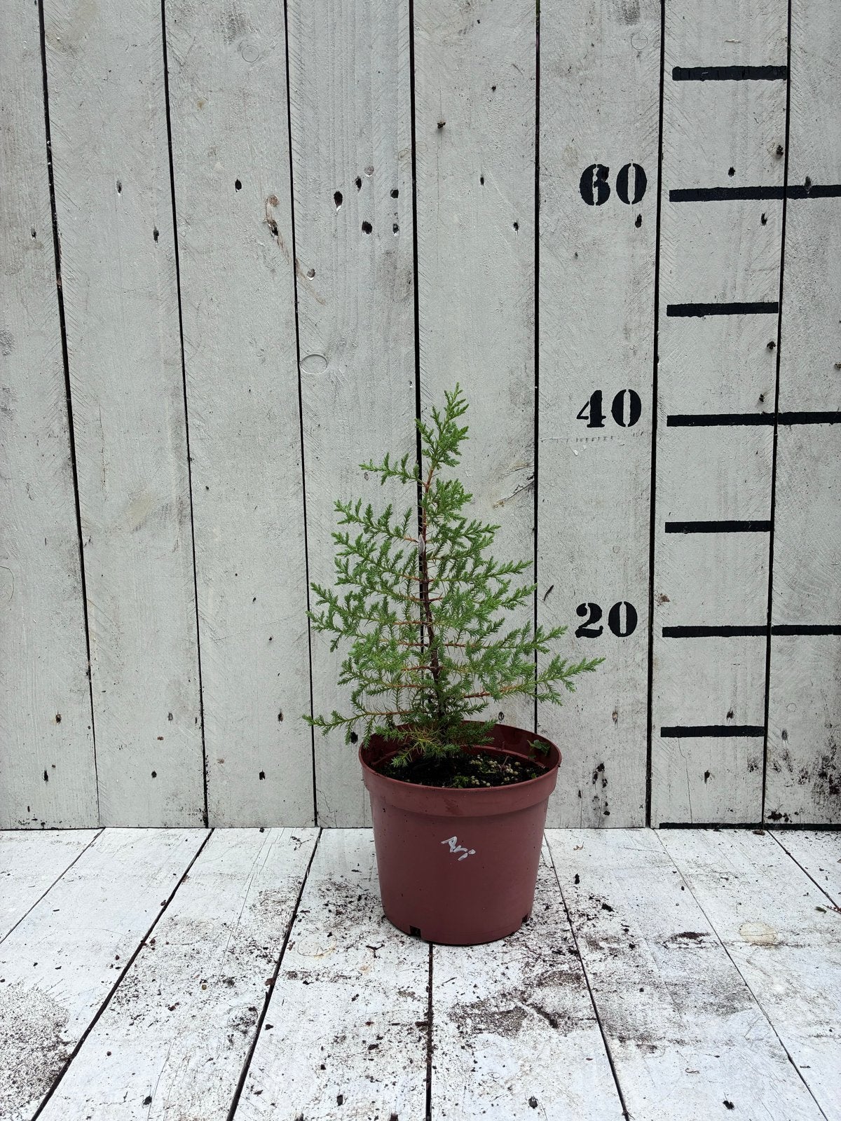 Arizonische Cipres (Cupressus arizonica) - Winterharde Conif, Volle zon, Vaste plant, Bloeit niet, Ophalen