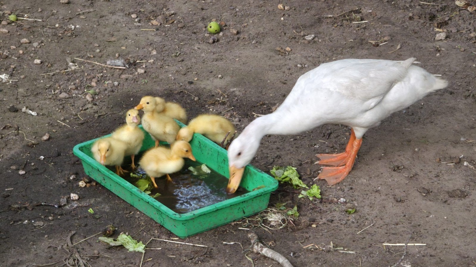 6 pulletjes witte loopeend, Dieren en Toebehoren, Pluimvee
