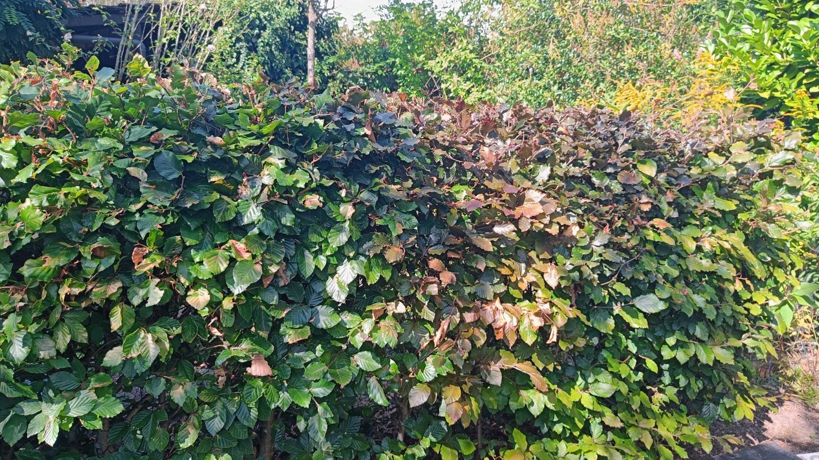 Beukenhaag, Ophalen, Beukenhaag, Haag, 100 tot 250 cm