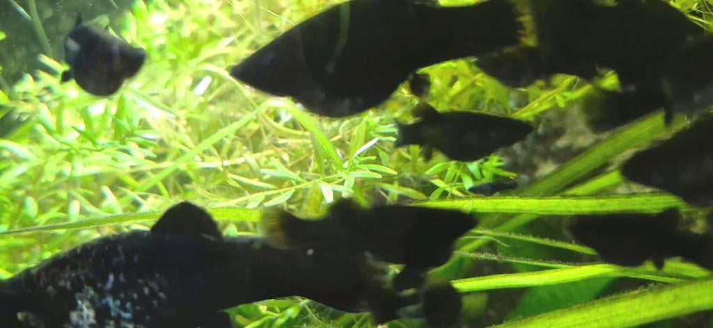 Gratis black mollies, Dieren en Toebehoren, Vissen | Vijvervissen, Overige soorten