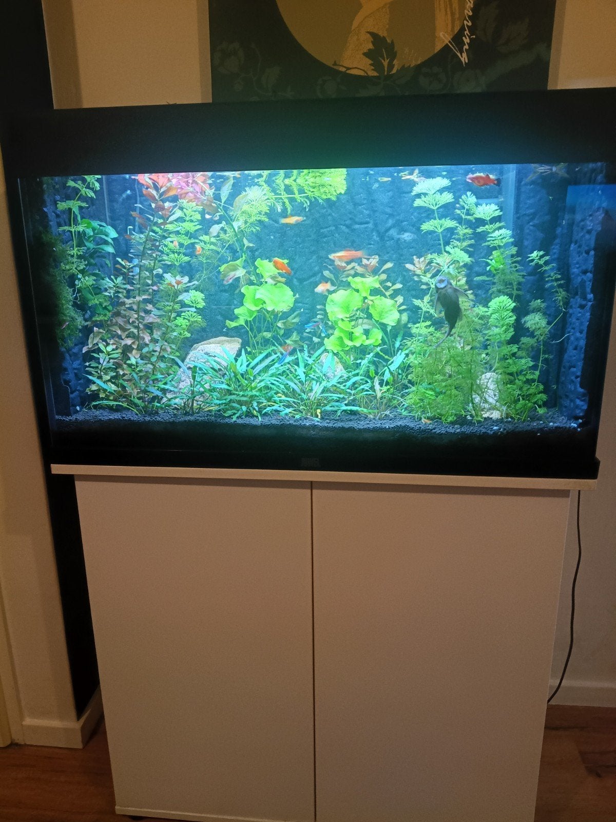 Juwel aquarium met onderkast en toebehoren 80 cm lang, Ophalen, Inclusief vissen, Juwel, Gevuld zoetwateraquarium