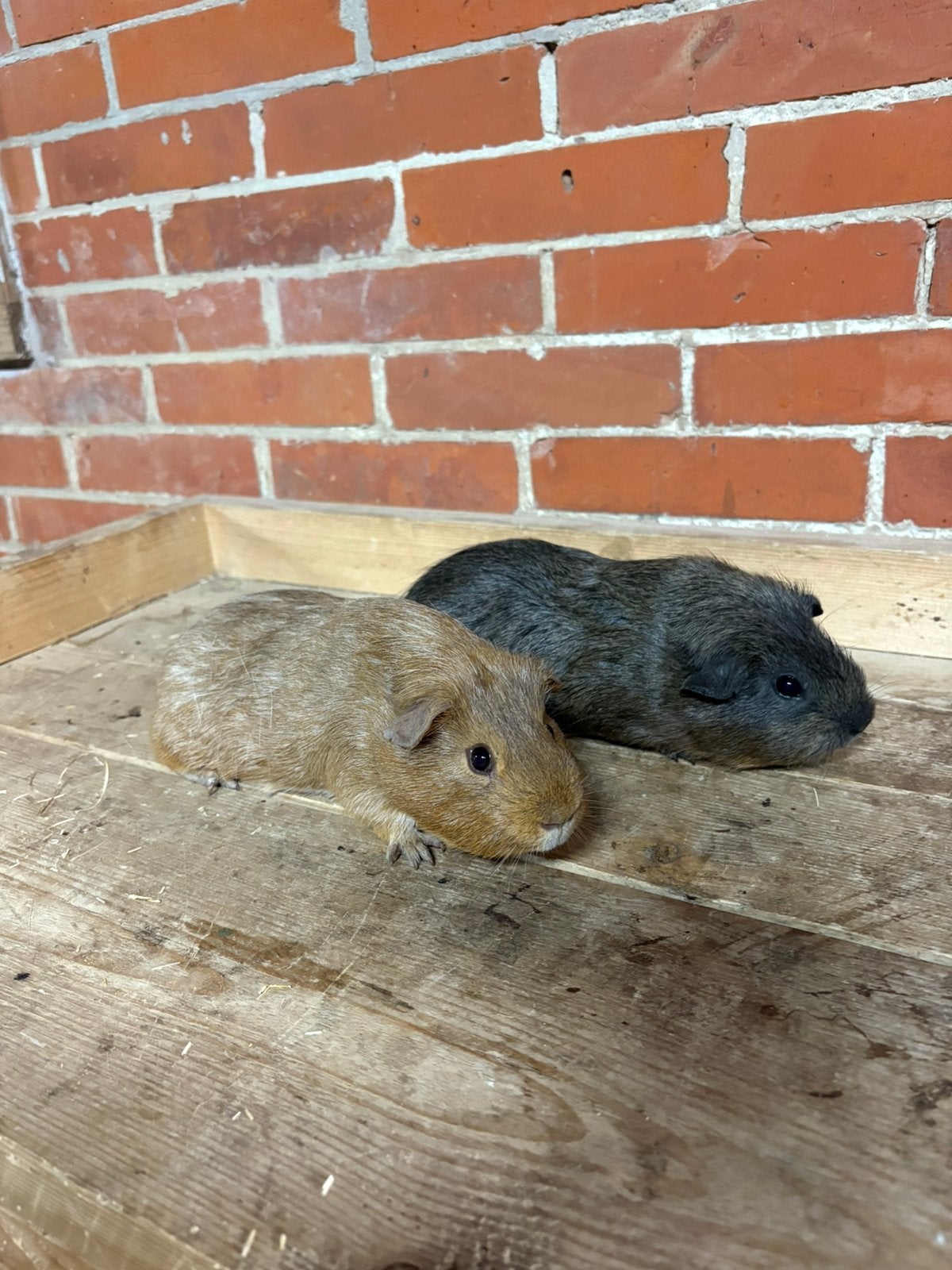 Cavia beren, Cavia, April, Meerdere dieren, Tam
