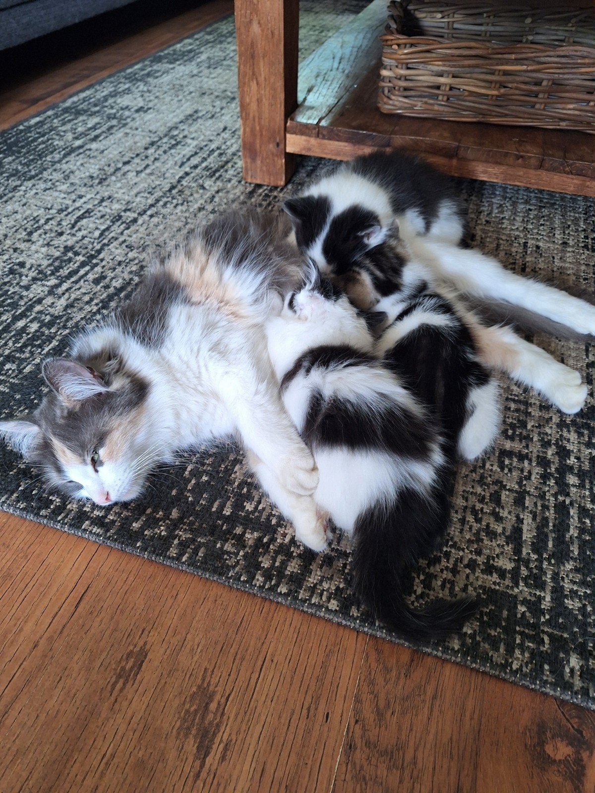 Prachtige kruising Siberische boskat kittens., Dieren en Toebehoren, Meerdere dieren, Gechipt