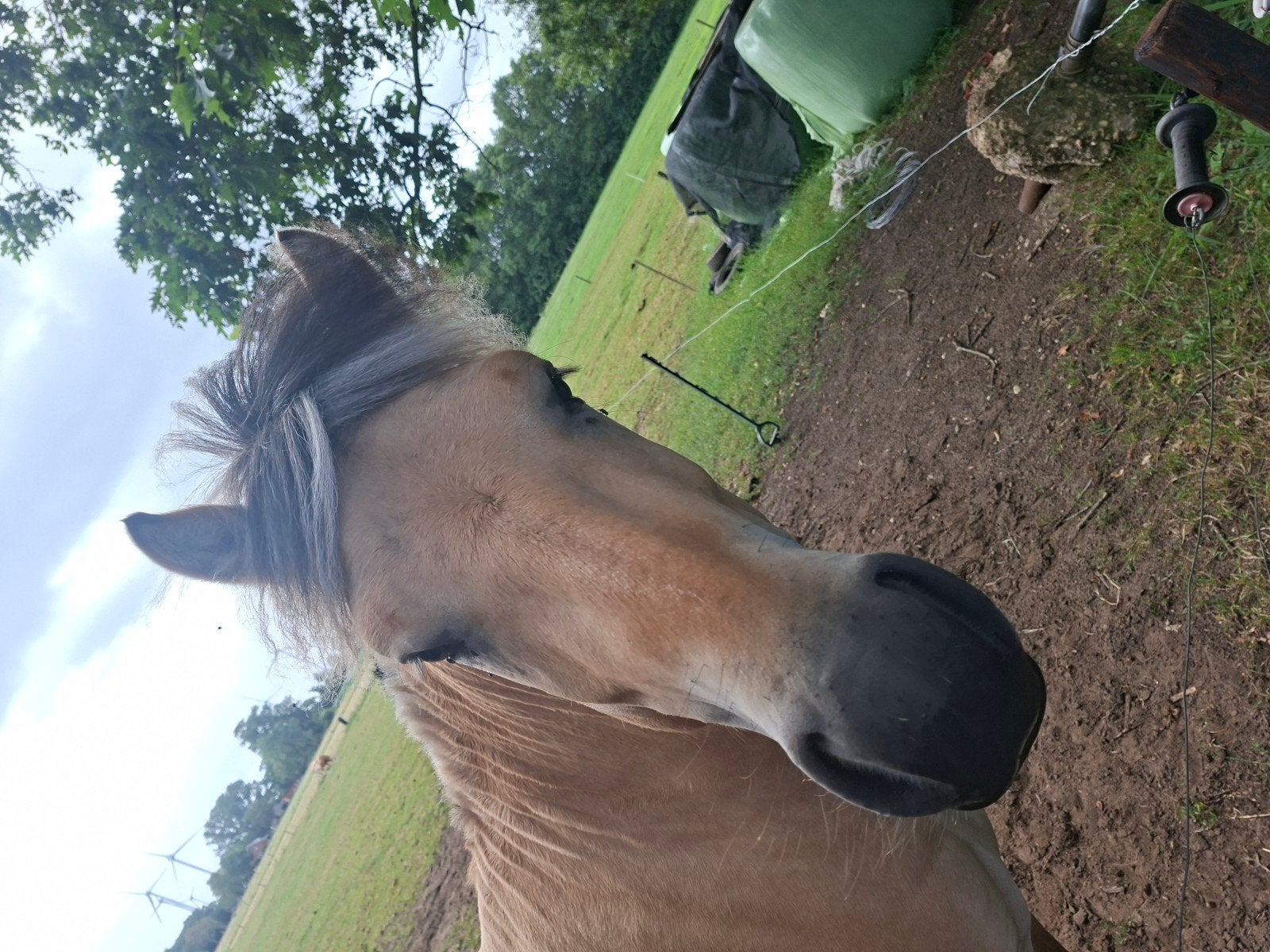 Fjorden hengsten, Dieren en Toebehoren, Pony's, Hengst, 0 tot 2 jaar