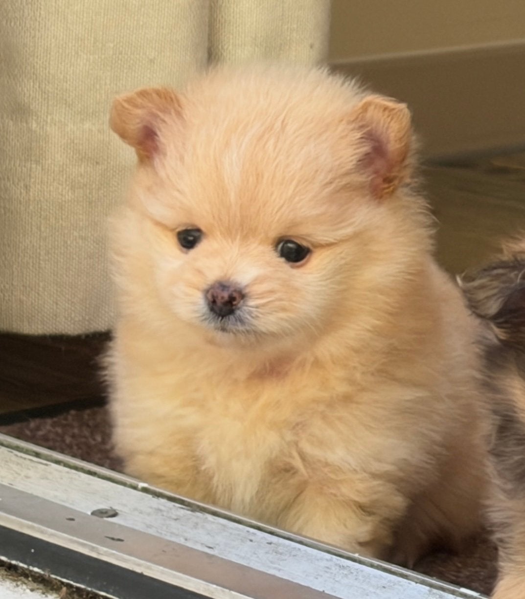 POMCHI 🐶 🦊 Pomeriaan x chihuahua  pup 🦊🐶 mini formaatje, Parvo, 8 tot 15 weken, Eén hond, Nederland