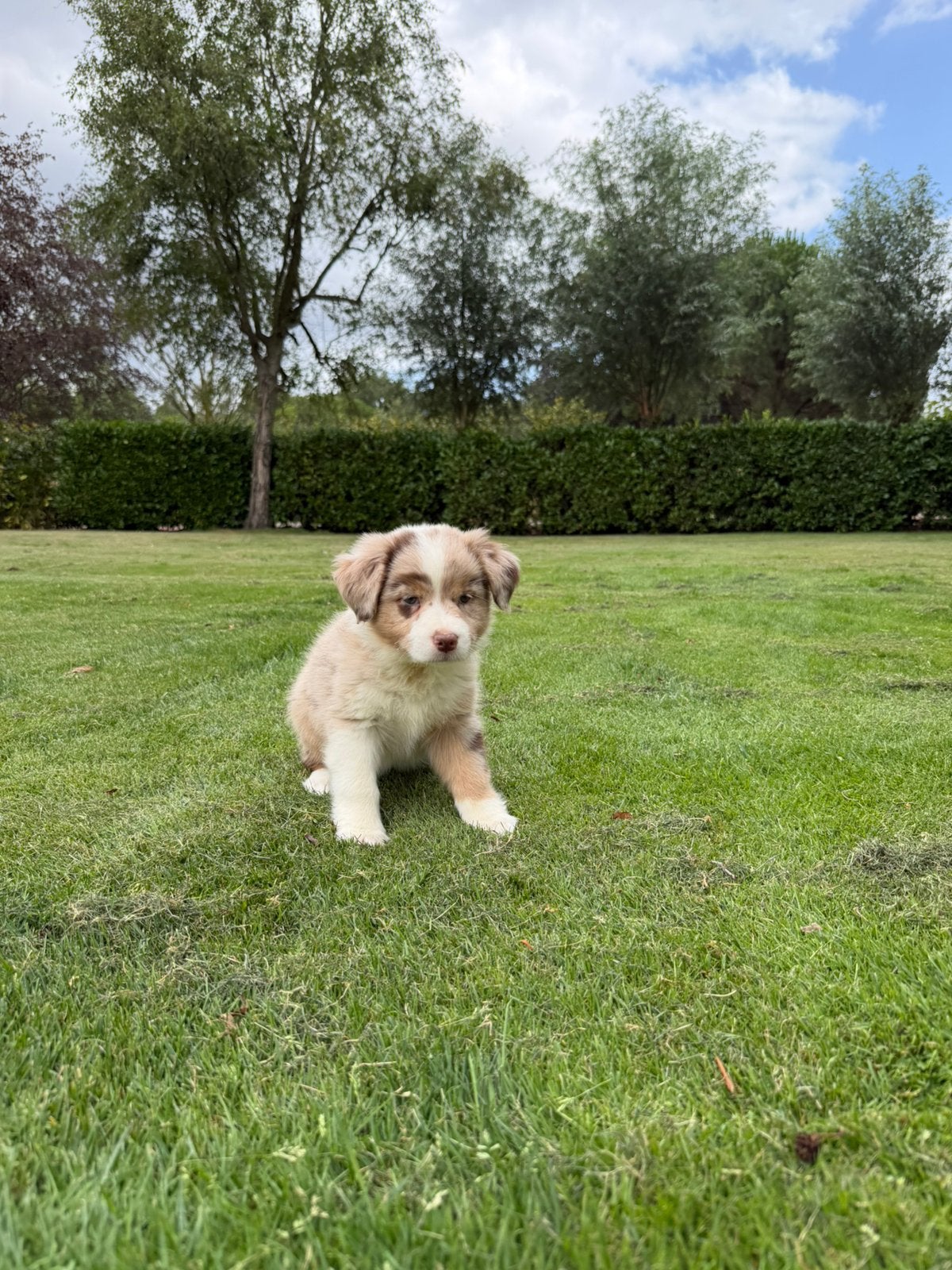 Australian Shepherd x Border Collie pups, Dieren en Toebehoren, Parvo, Nederland, Overige rassen, 8 tot 15 weken