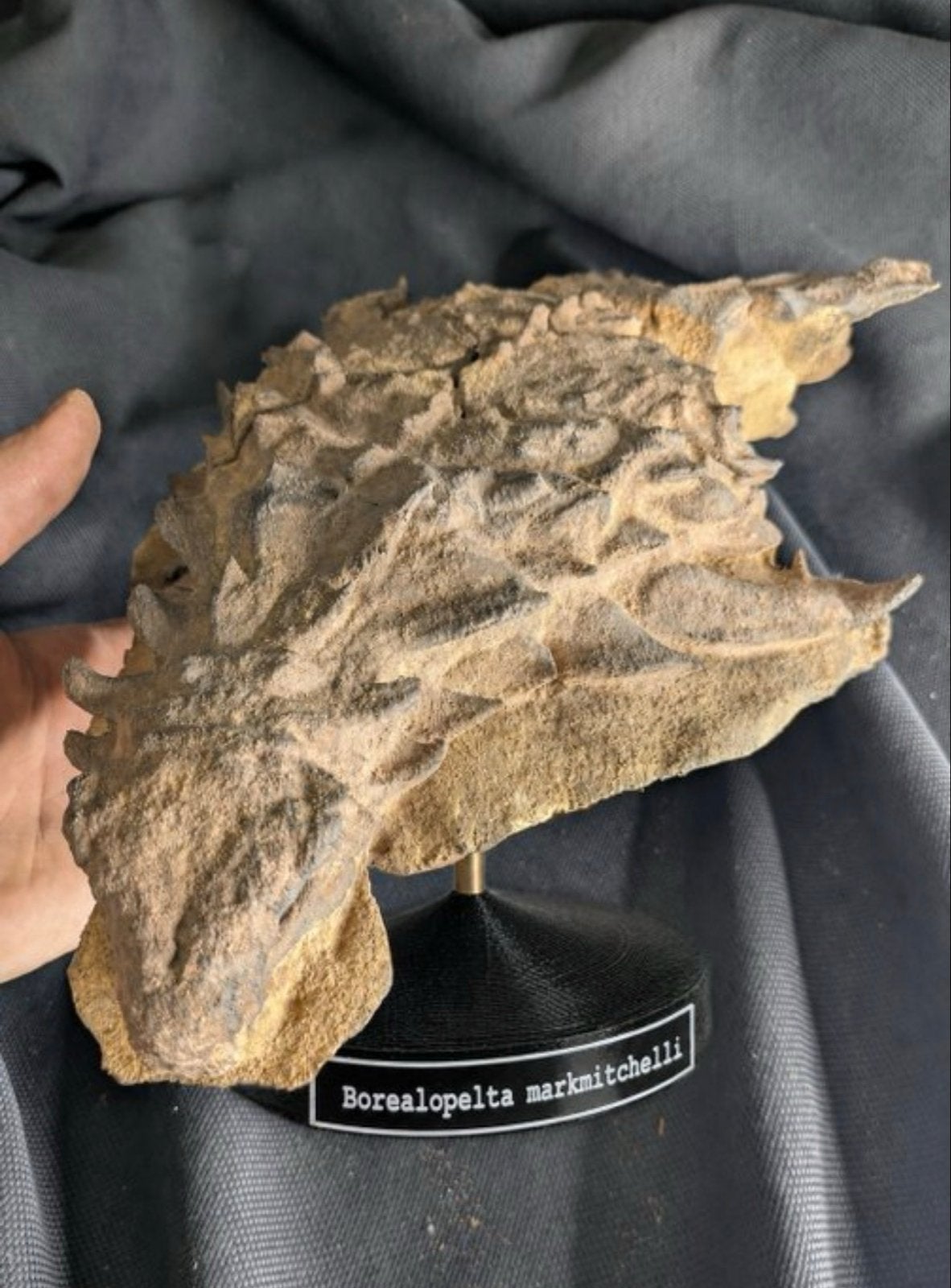 Borealopelta Markmitchelli Mummified Skelet Replica, Ophalen of Verzenden, Fossiel