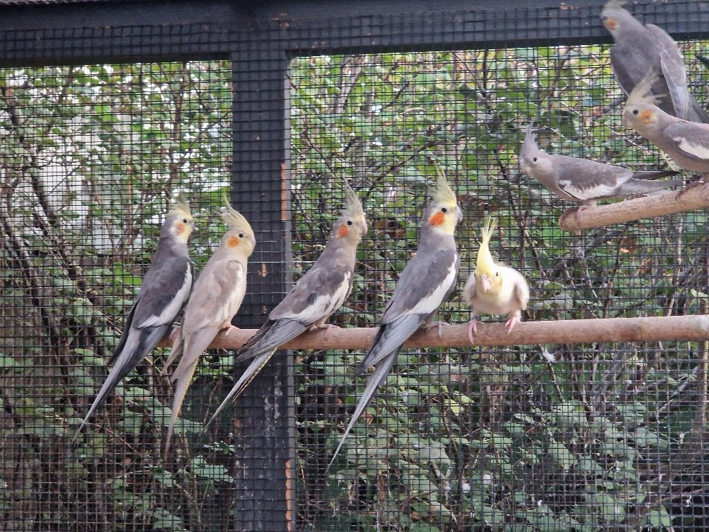 Jonge valkparkieten te koop, Meerdere dieren, Parkiet